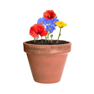 Mussox - Fleurs Sauvages | Carton Recyclé