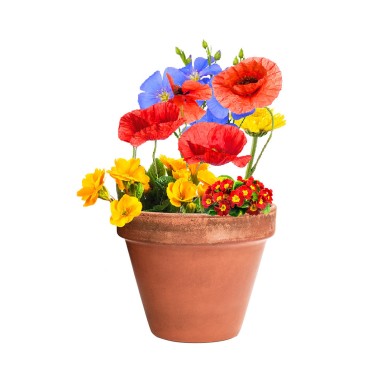 Mussox - Fleurs Sauvages | Carton Recyclé