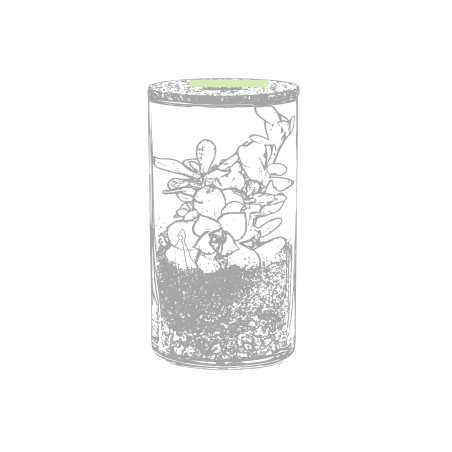 Anymak - Graines de Cactus Incluses | Verre Borosilicate/ Liège