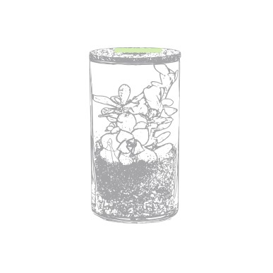 Anymak - Graines de Cactus Incluses | Verre Borosilicate/ Liège
