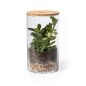 Anymak - Graines de Cactus Incluses | Verre Borosilicate/ Liège