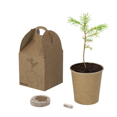 Vencor - Pépins de Pin Inclus | Carton Recyclé