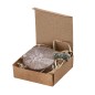 Aquael - Fleurs Sauvages | Carton Recyclé Aquael - Fleurs Sauvages | Carton Recyclé