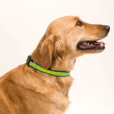 Muttley - Réfléchissant. Ajustable | Polyester