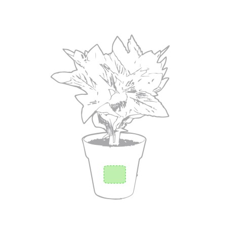 Nertel - 2 Pièces. Graines Incluses | Pot Biodégradable