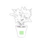 Nertel - 2 Pièces. Graines Incluses | Pot Biodégradable