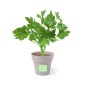 Nertel - 2 Pièces. Graines Incluses | Pot Biodégradable