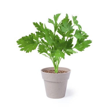 Nertel - 2 Pièces. Graines Incluses | Pot Biodégradable